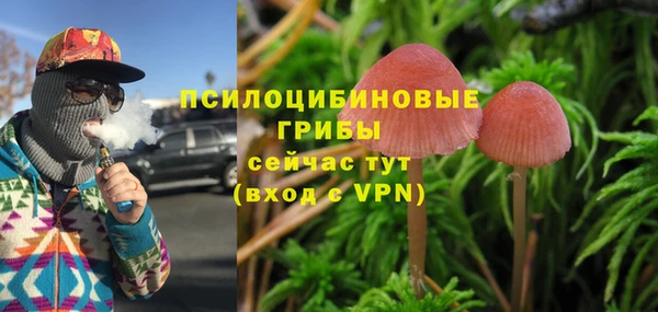 хмурый Аркадак